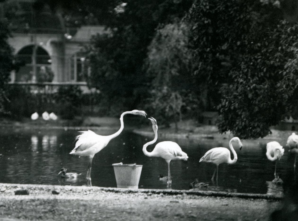 Større flamingoer på deres sø i London Zoo i 1924 af Frederick William Bond