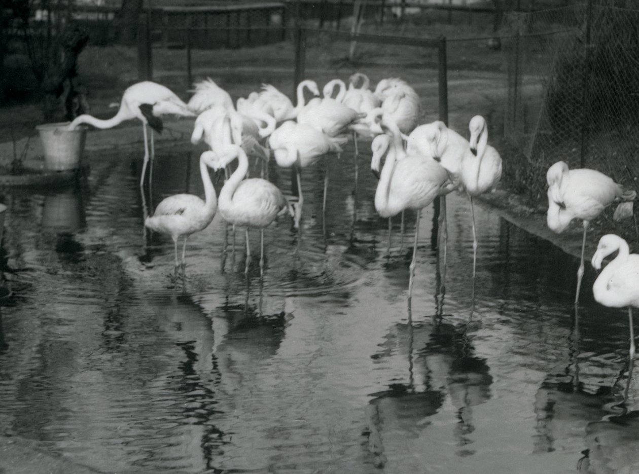 Større flamingoer på deres dam i London Zoo, 1926 af Frederick William Bond