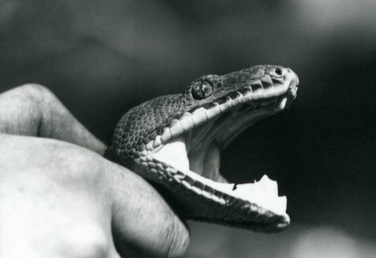 Hovedet af en Emerald Tree Boa, med åben mund, holdt om halsen af dens vogter, London Zoo af Frederick William Bond
