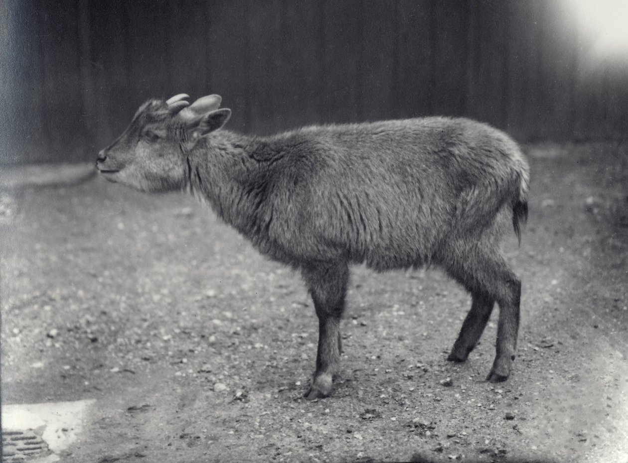 Himalaya Goral i London Zoo, 1914. af Frederick William Bond