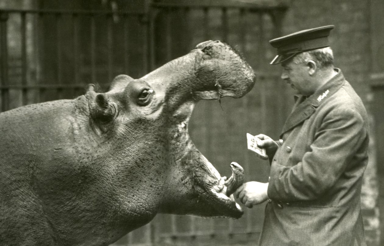 Flodhest Bobbie med målmand Ernie Bowman, London Zoo, 1927 af Frederick William Bond