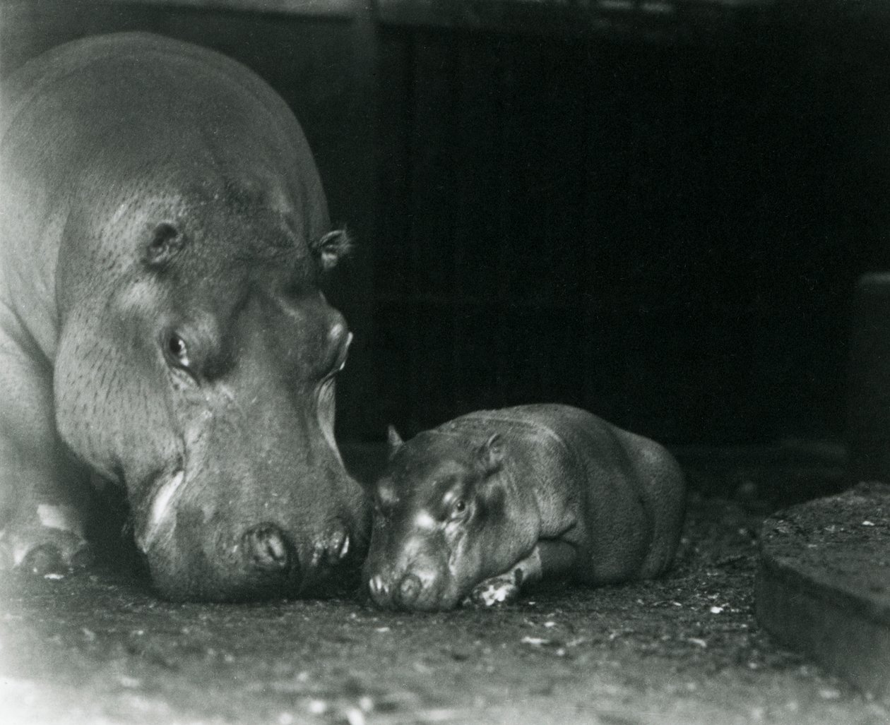Hippopotamus Joan med sin hankalv Jimmy i London Zoo i marts 1927 af Frederick William Bond