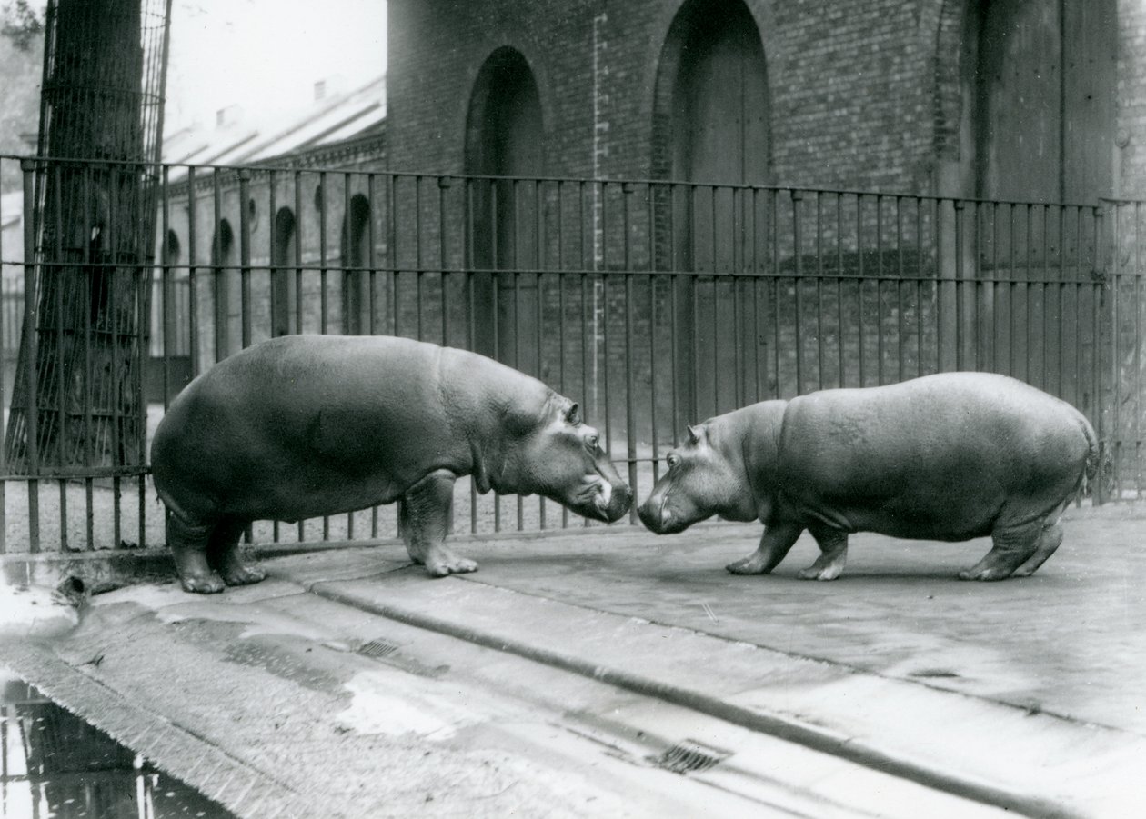 Flodheste Bobbie og Joan introduceres i London Zoo, 1923 (sort foto) af Frederick William Bond