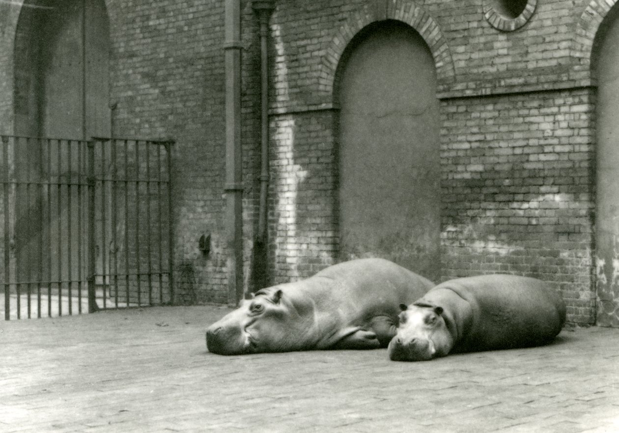 Flodhesterne Bobbie og Joan i London Zoo, juli 1923 (bw foto) af Frederick William Bond