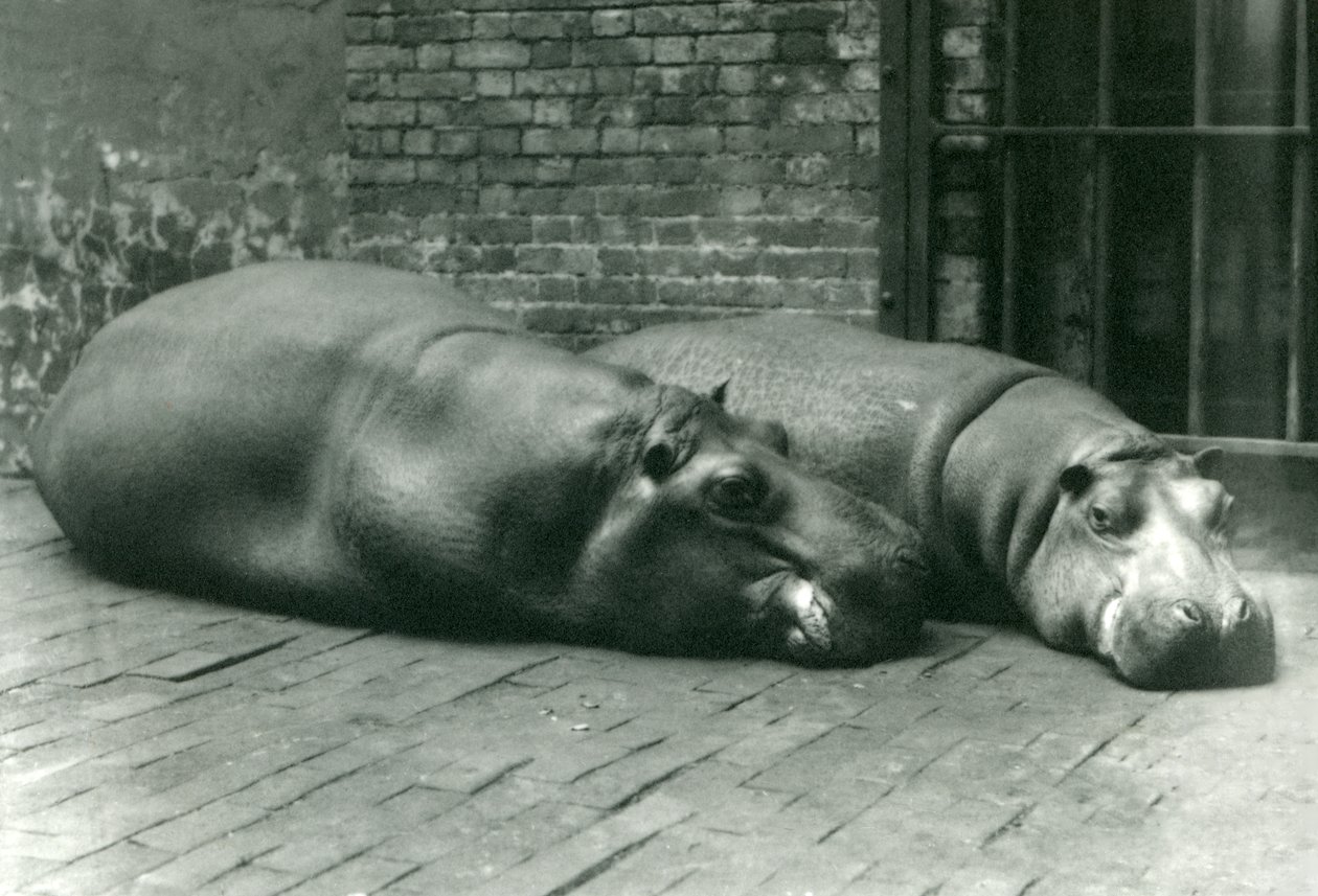 Flodhestene Bobbie og Joan liggende i deres indhegning i London Zoo, juli 1923 (bw foto) af Frederick William Bond