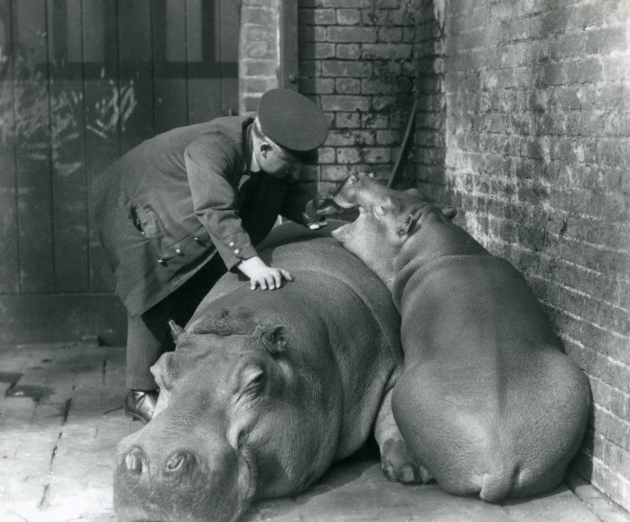 Flodhesterne Joan og Jimmy i London Zoo i 1927 af Frederick William Bond