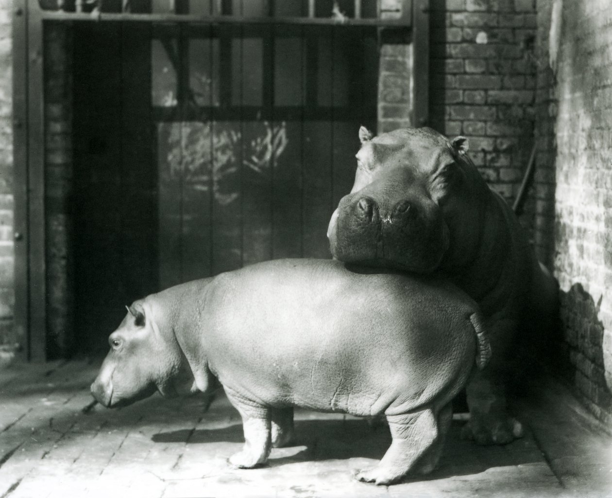 Flodhesterne Joan og Jimmy i London Zoo i 1927 af Frederick William Bond