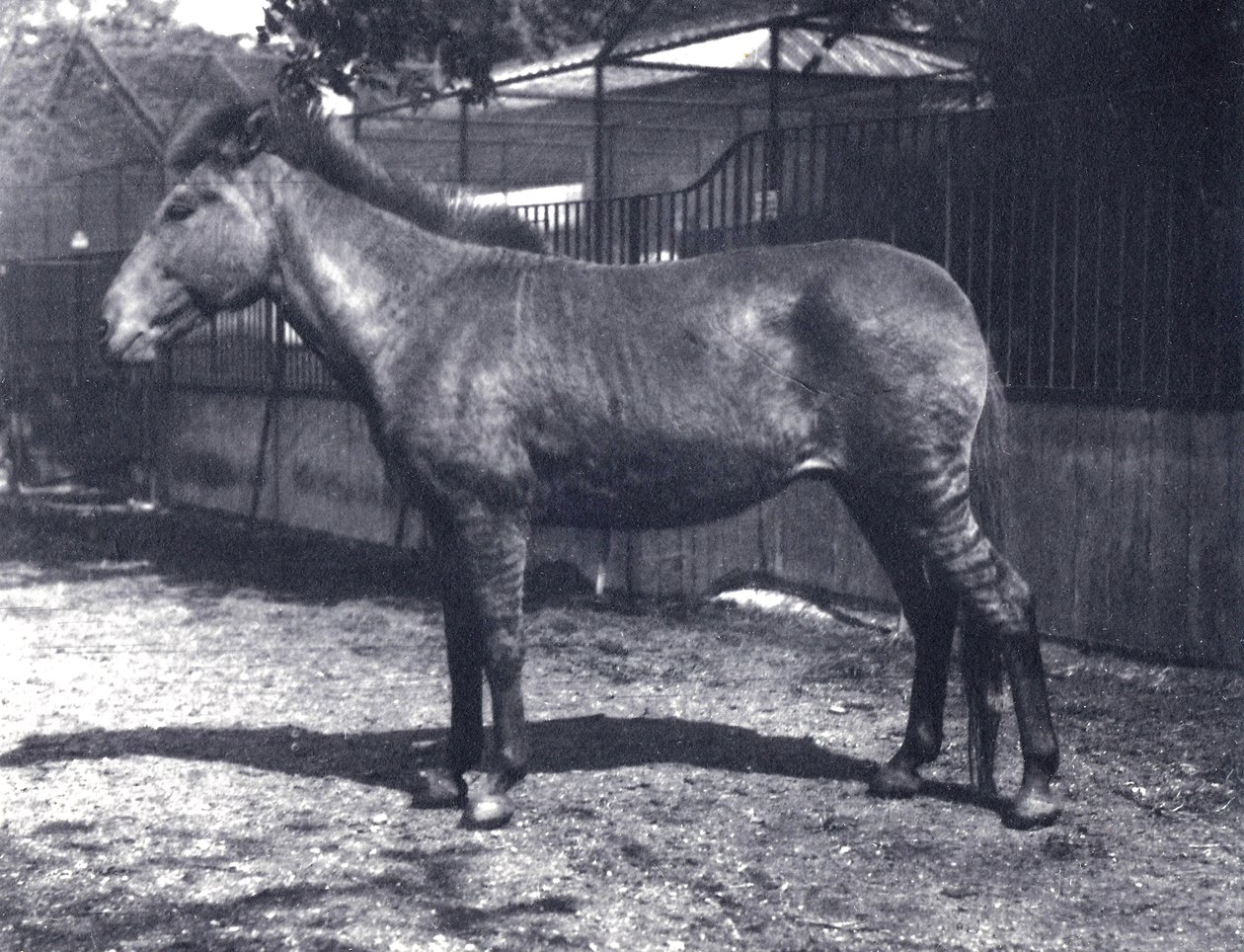 Hybrid zebrahest i London Zoo, juli 1916 af Frederick William Bond