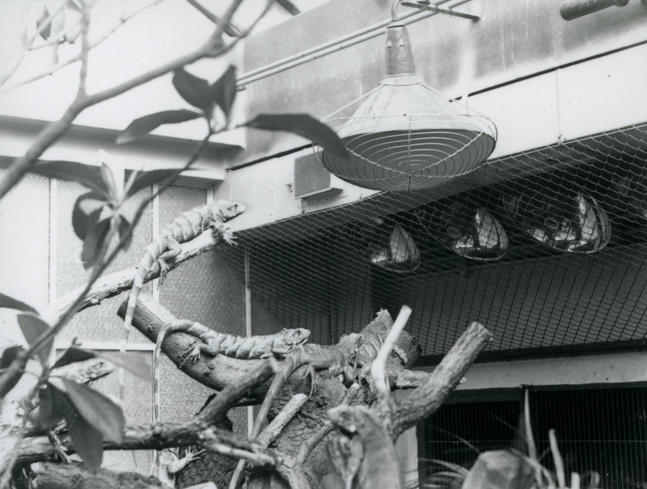 Leguaner, der soler sig på grene, nyder det kunstige sollys i deres indhegning, London Zoo, august 1928 (s/h foto) af Frederick William Bond
