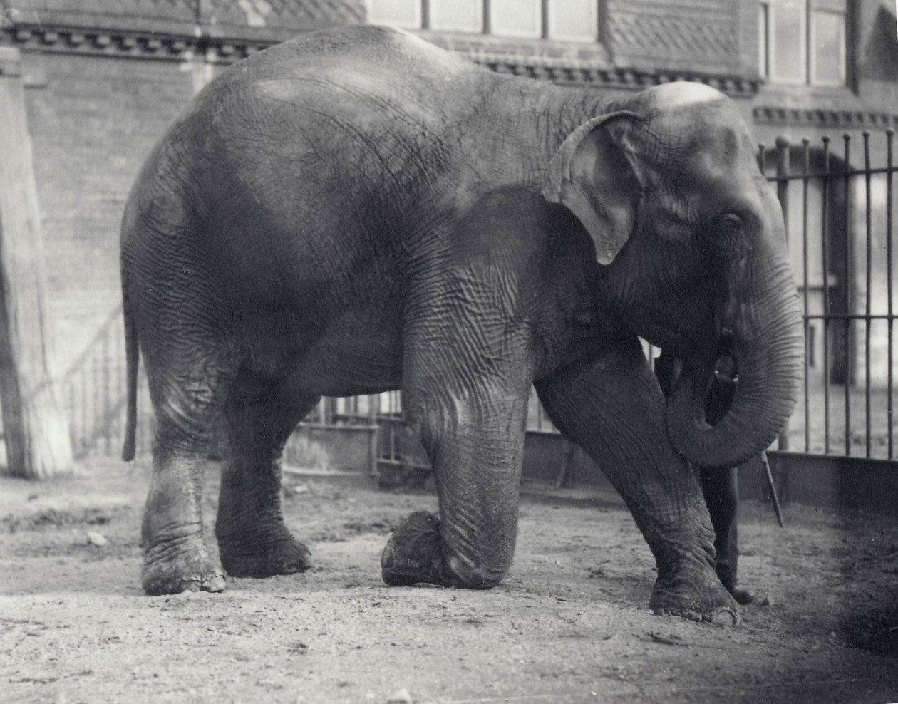Indisk elefant, Assam Lukhi, knæler sammen med målmanden i London Zoo, april 1914 af Frederick William Bond