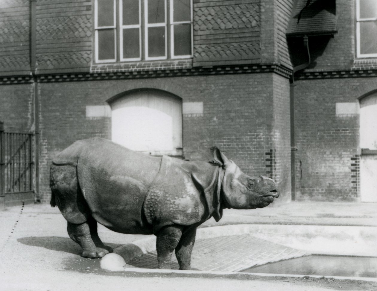 Det indiske næsehorn Felix stod ved kanten af sin pool i London Zoo i 1927 af Frederick William Bond