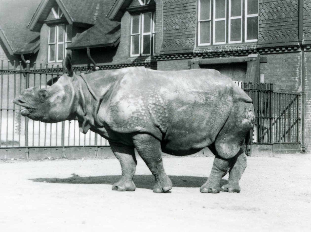 Indisk næsehorn Felix stående i sin fold i London Zoo, 1927 af Frederick William Bond