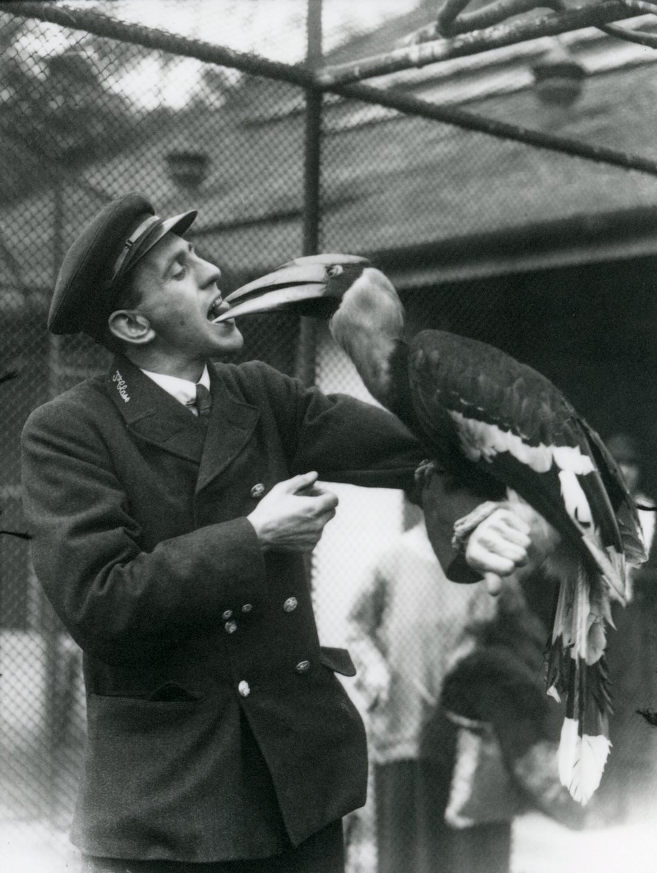 Keeper,T. Raggett fodrer en stor indisk næsehornsfugl med en frugt i munden. London Zoo 1924 af Frederick William Bond