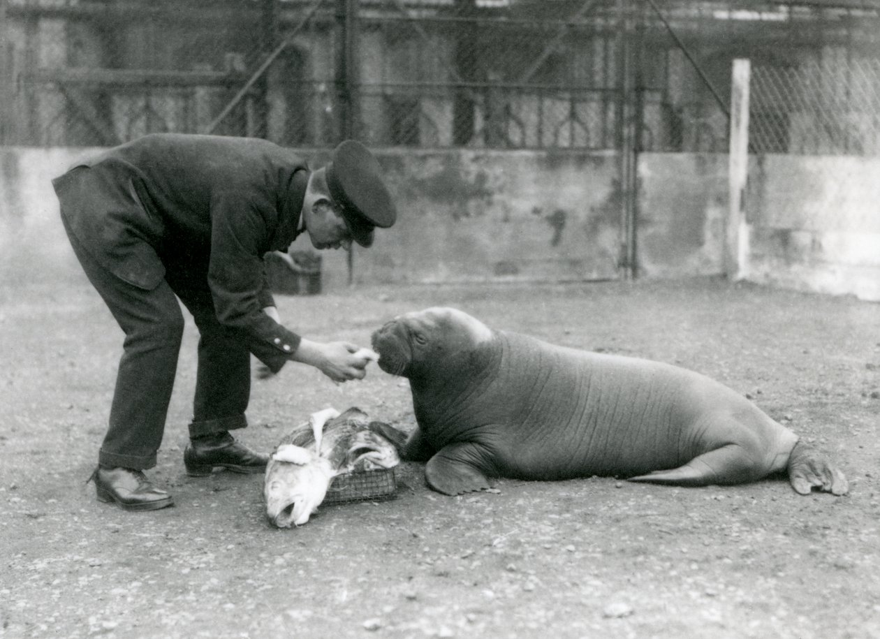 Keeper, Arthur Chandler, fodrer fisk til en ung hvalros, London Zoo, 1924 af Frederick William Bond