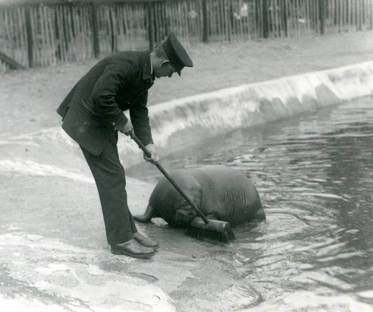 Keeper Arthur Chandler fejer Walrus-poolen, London Zoo, 1924 af Frederick William Bond