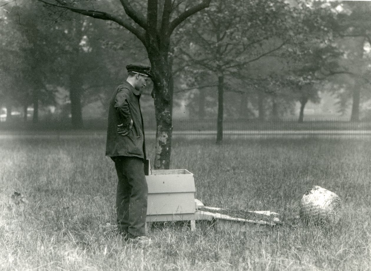 Keeper Brown flytter en sværm af honningbier, London Zoo, juli 1926 af Frederick William Bond