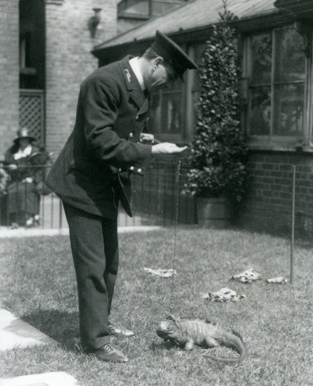 Keeper Collins på en græsplæne i London Zoo med en Clouded Rock Iguana i snor, London Zoo, 1924 af Frederick William Bond