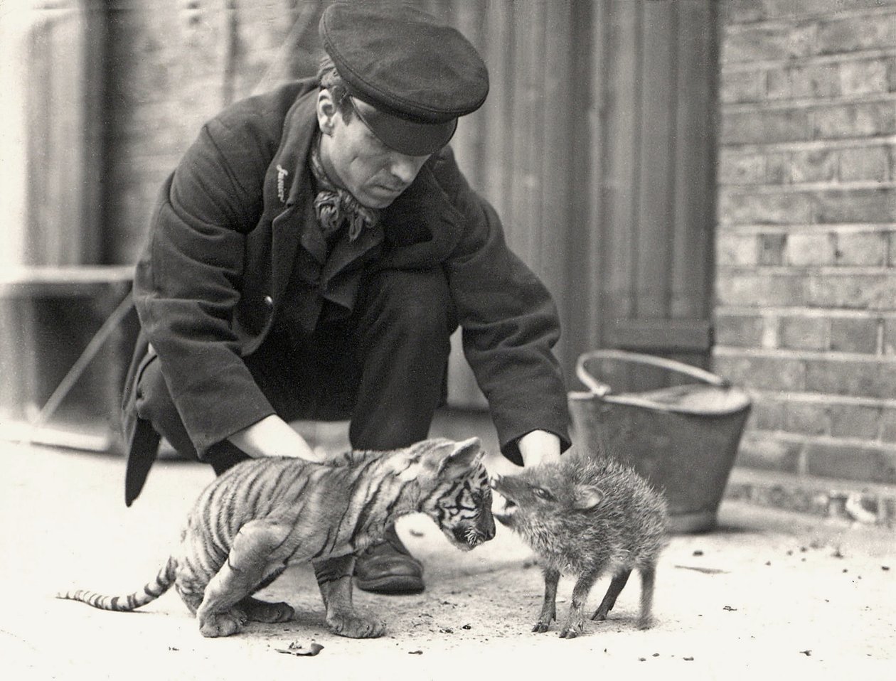 Keeper, H. Warwick, med en tigerunge og en peccary, taget i ZSL London Zoo, maj 1914 af Frederick William Bond