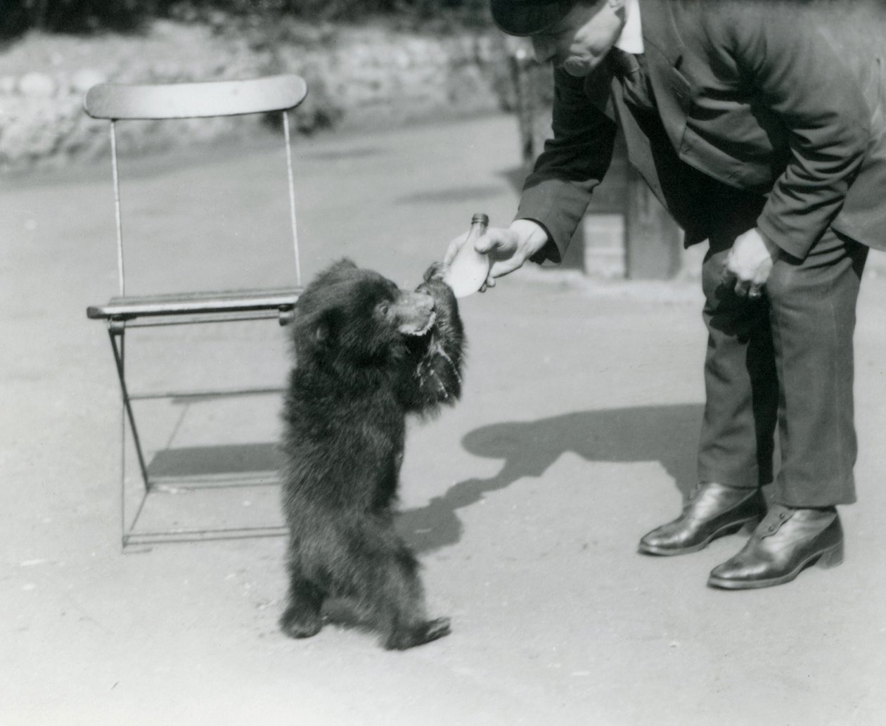 Keeper Harry Warwick fodrer en dovendyrbjørneunge i London Zoo, august 1921 af Frederick William Bond