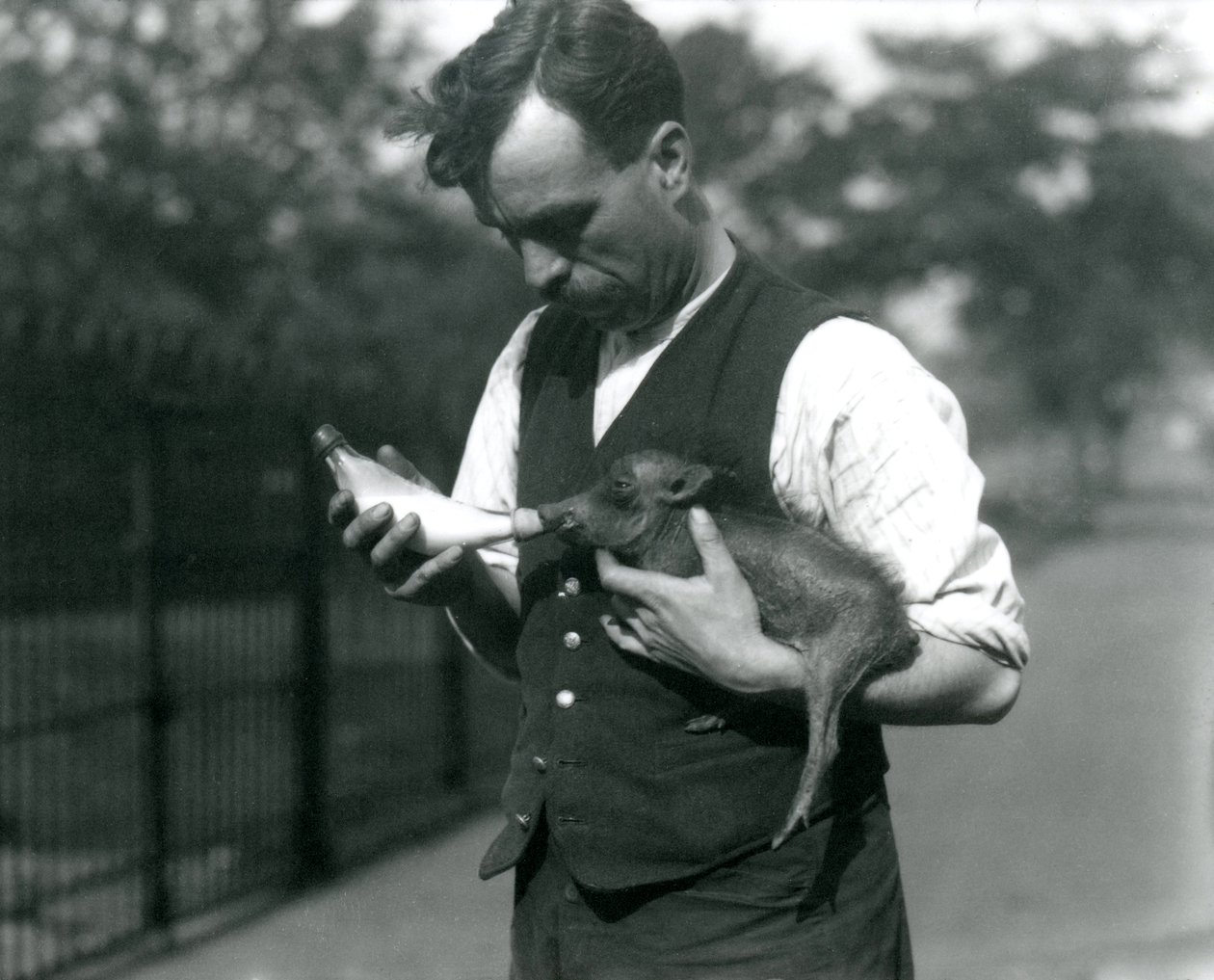 Keeper Harry Warwick fodrer en baby vortesvin i London Zoo i august 1922 af Frederick William Bond