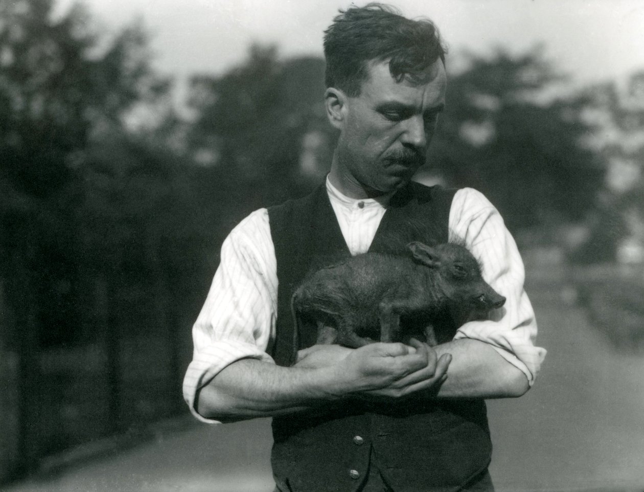 Keeper Harry Warwick vugger et vortesvin i sine arme i London Zoo, august 1922 af Frederick William Bond