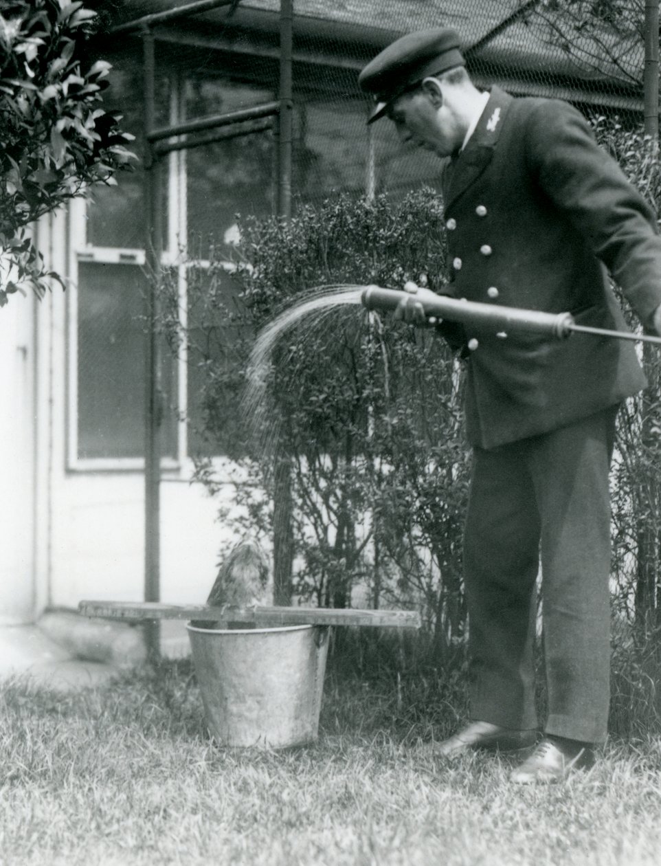 Keeper Thomas Raggett giver en Tawny Frogmouth et brusebad, London Zoo, 1924 af Frederick William Bond