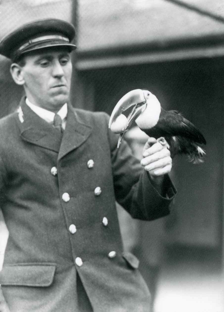 Vagtmester Thomas Raggett holder en rødnæbbet tukan med et æg i munden i London Zoo i 1924 af Frederick William Bond