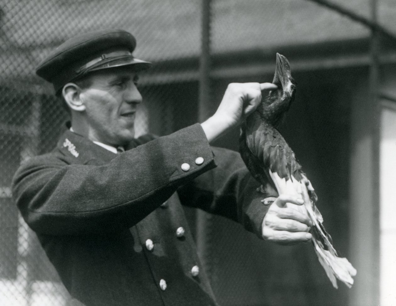 Keeper, Thomas Raggett, strøg en stor indisk næsehornsfugl under dens næb i London Zoo, 1924 af Frederick William Bond