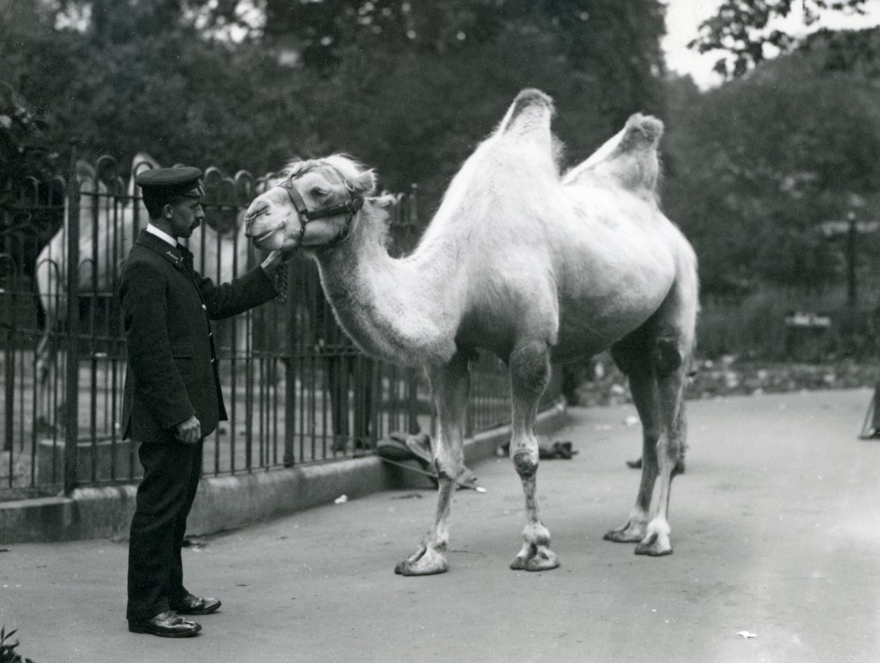 Vogter W. Styles med en baktrisk kamel i London Zoo, juli 1914 af Frederick William Bond