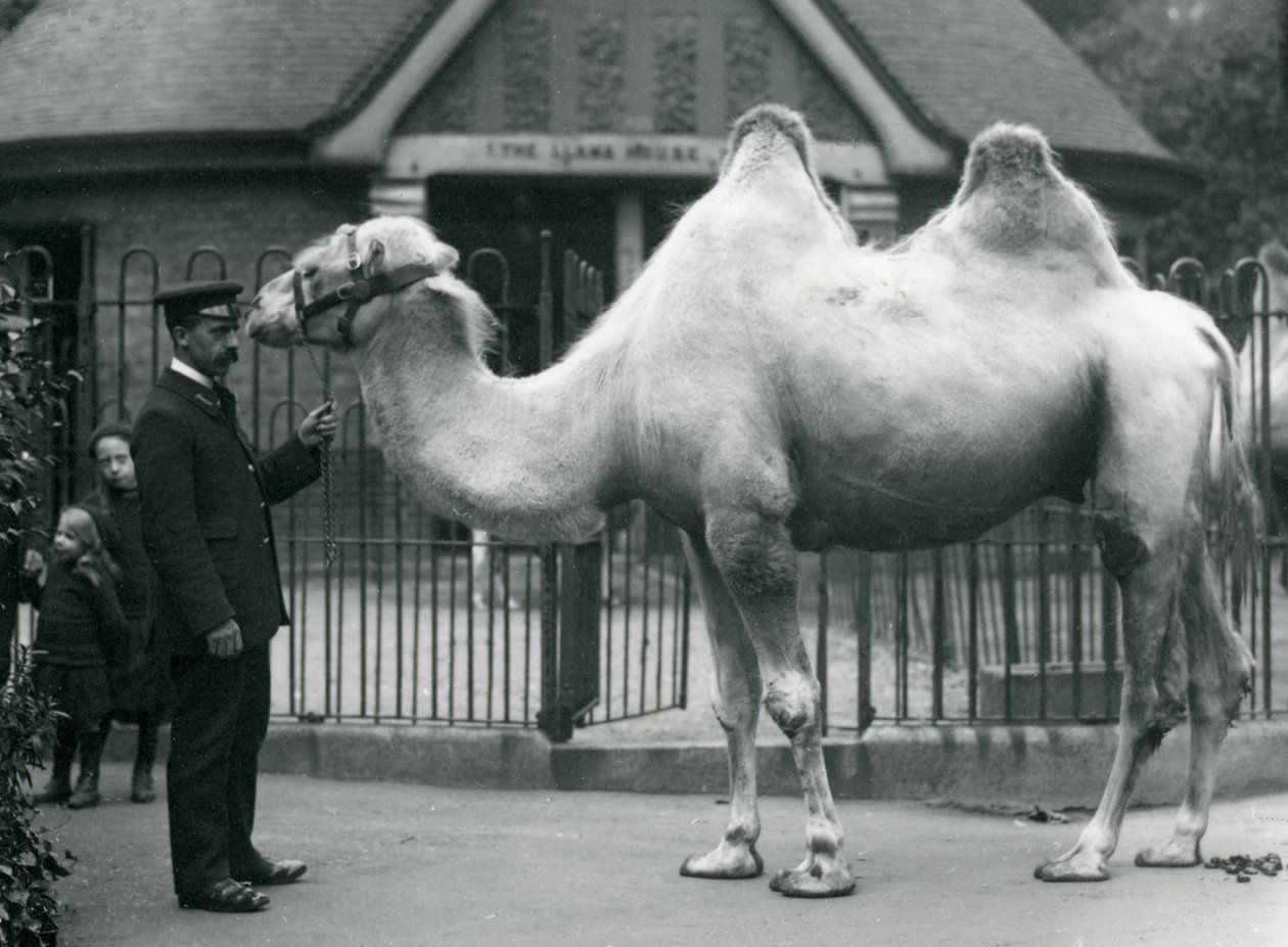 Vogter W. Styles med en baktrisk kamel uden for lamahuset i London Zoo, juli 1914 af Frederick William Bond