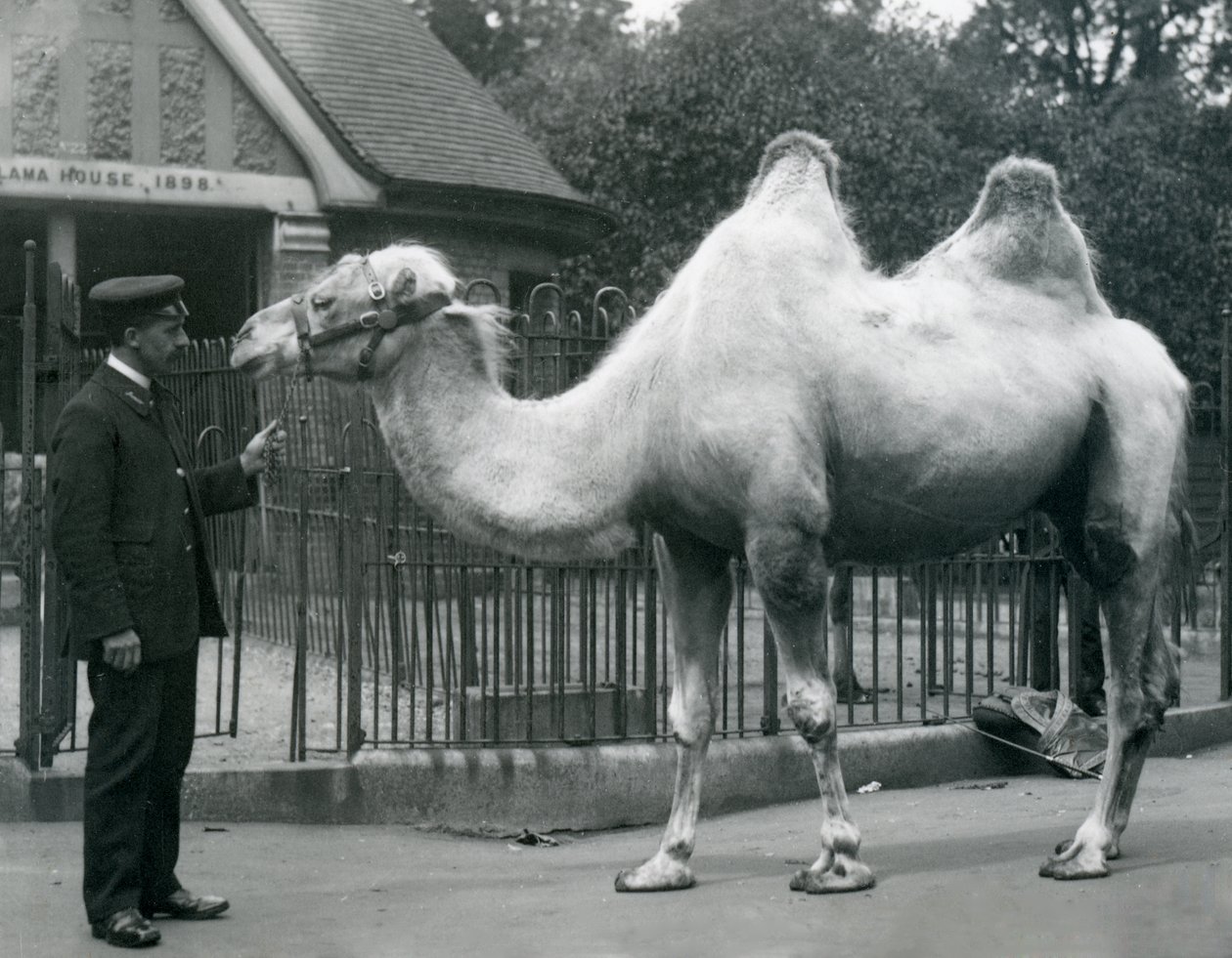 Keeper W. Styles, med en baktrisk kamel, uden for Lamahuset i London Zoo, juli 1914 af Frederick William Bond