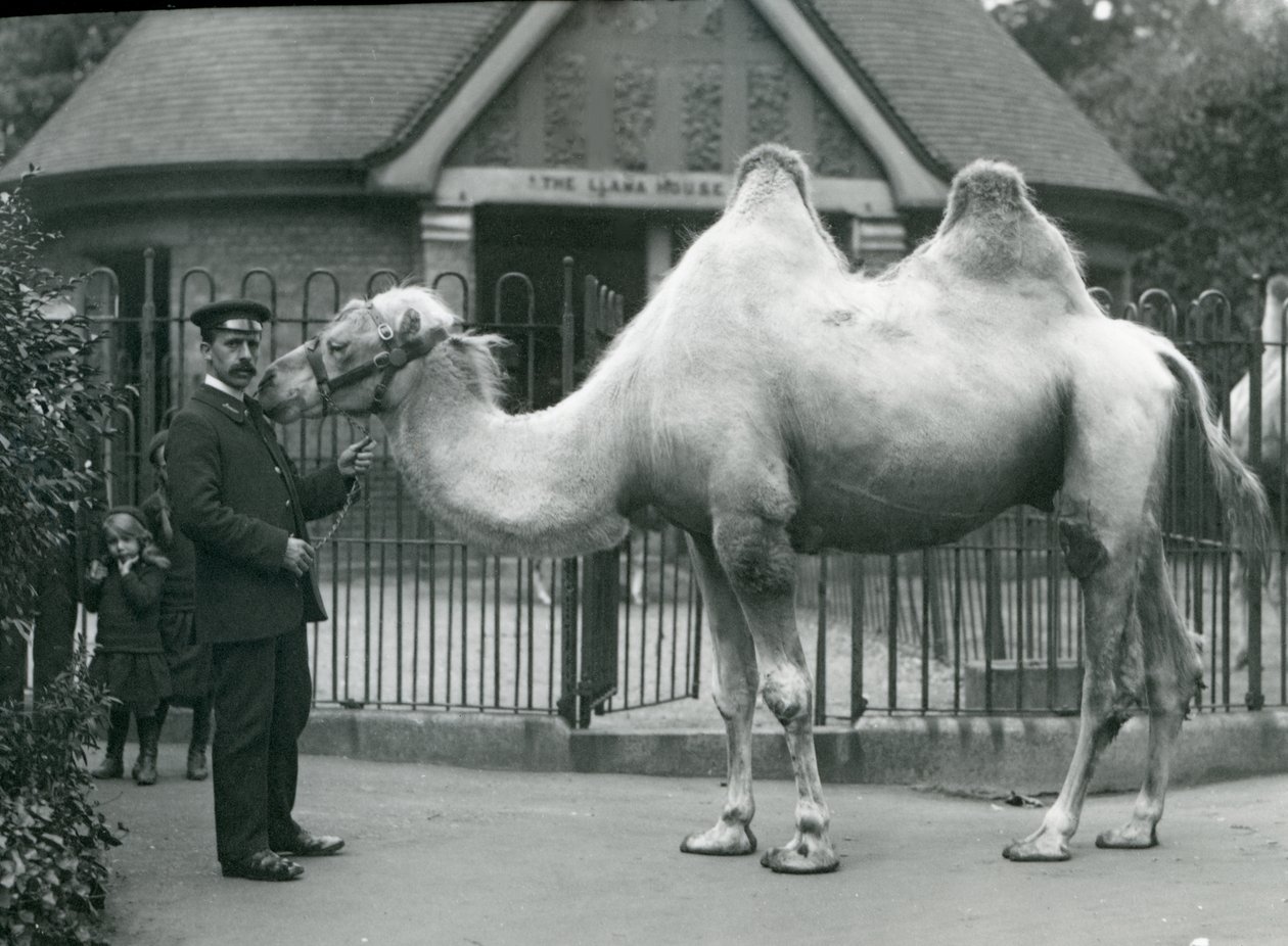 Keeper W. Styles, med en baktrisk kamel, uden for Lamahuset i London Zoo, juli 1914 af Frederick William Bond