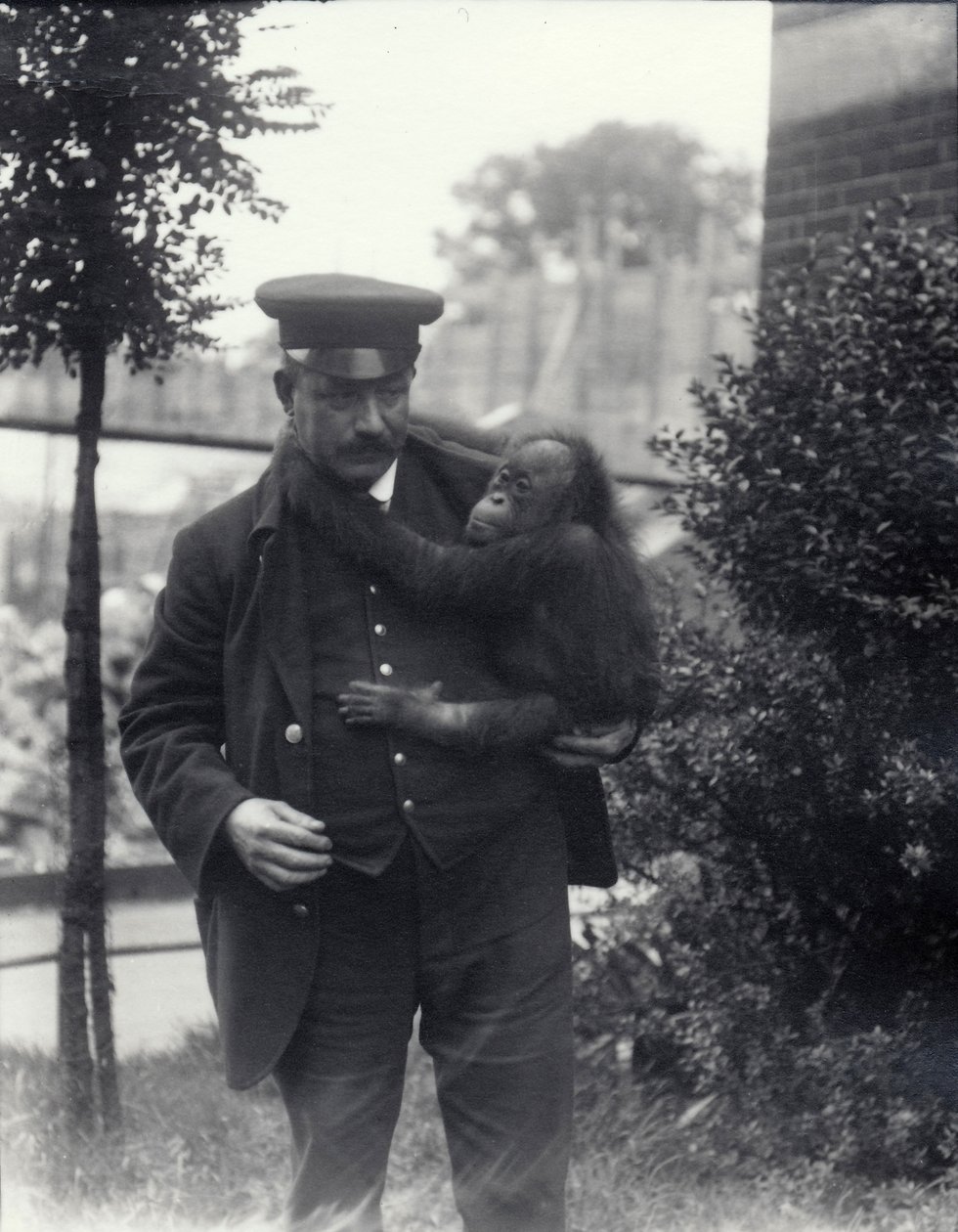 Keeper Z. Rodwell holder ung orangutang i London Zoo, oktober 1913 af Frederick William Bond