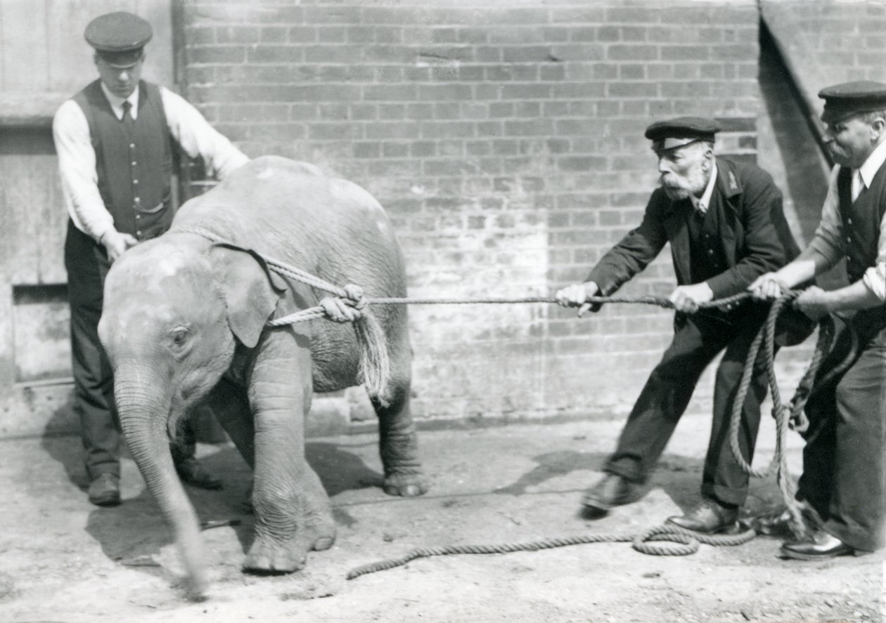 Keepers A. Church, Charles Eyles og H. Robertson forsøger at føre en baby asiatisk elefant på et reb, London Zoo, september 1919 af Frederick William Bond