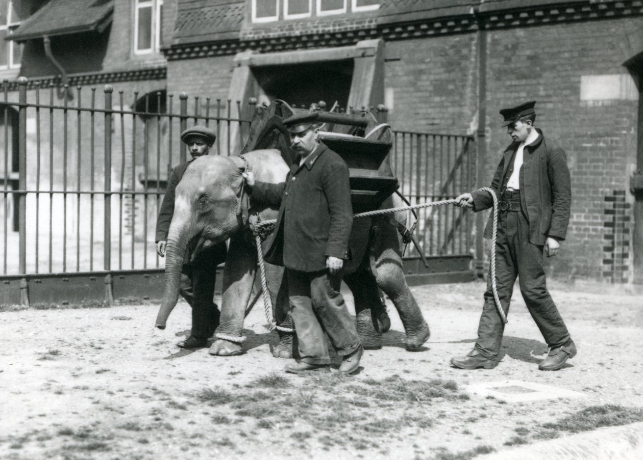 Keepers Jack Milbourne, H Robertson og Thomas træner en ung asiatisk elefant, London Zoo, maj 1922 (bw foto) af Frederick William Bond