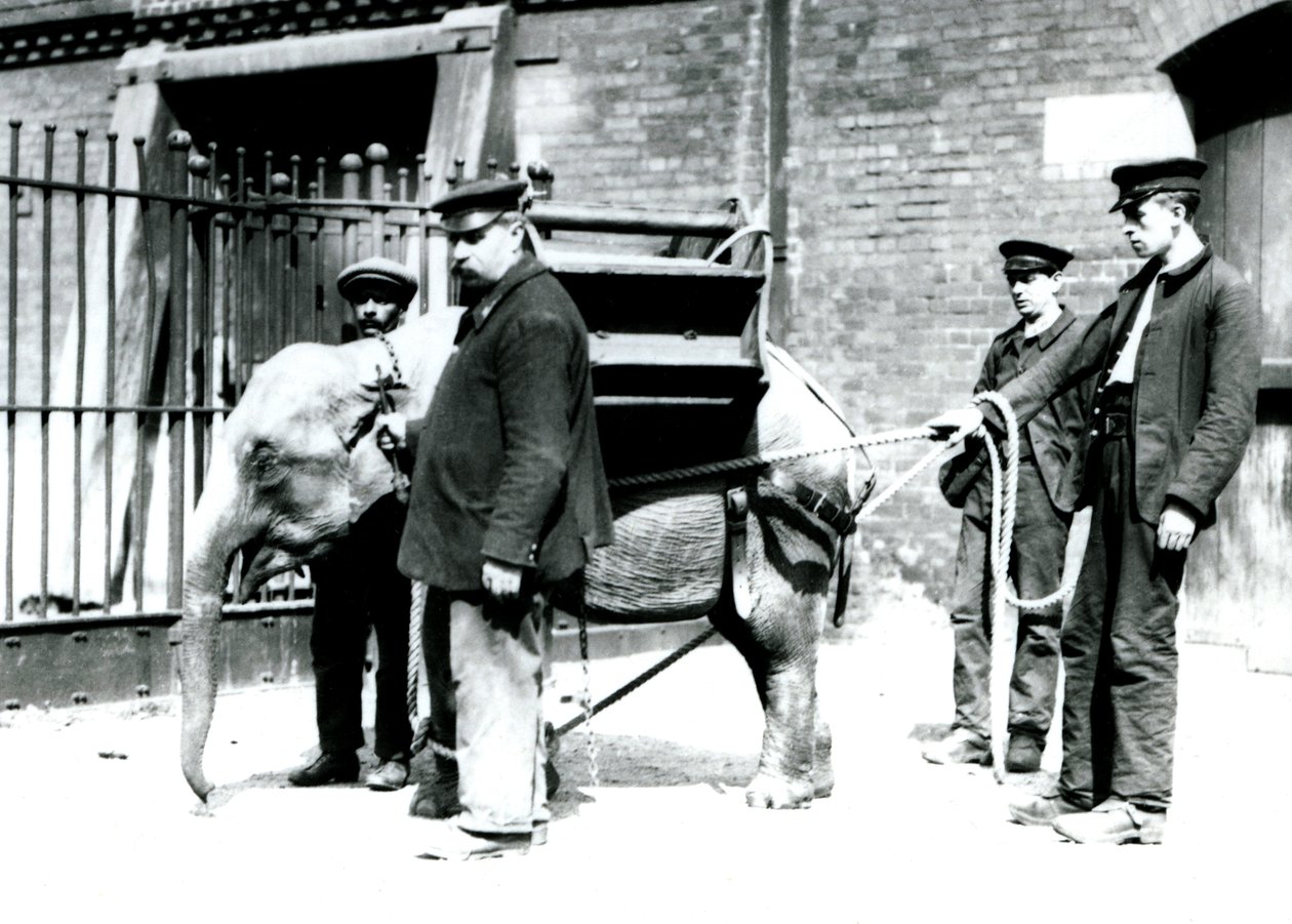 Keepers Jack Milbourne, H Robertson og Thomas træner en ung asiatisk elefant, London Zoo, maj 1922 (bw foto) af Frederick William Bond