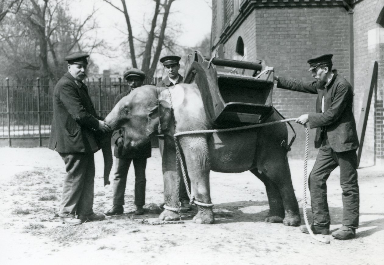 Keepers Jack Milbourne, H Robertson og Thomas træner en ung asiatisk elefant, London Zoo, maj 1922 (bw foto) af Frederick William Bond