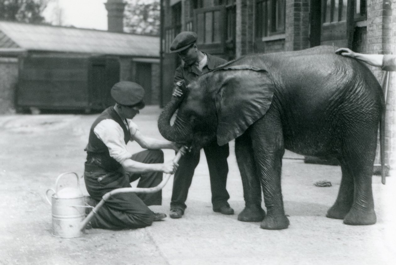 Dyrepassere hjælper den unge afrikanske elefanthane Kiberenge med at drikke fra en slange, der er fastgjort til en vandkande, London Zoo, juli 1924 af Frederick William Bond