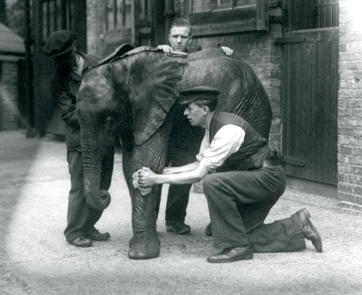 Holdere olierer huden på den unge mandlige afrikanske elefant Kiberenge, London Zoo, juli 1924 af Frederick William Bond