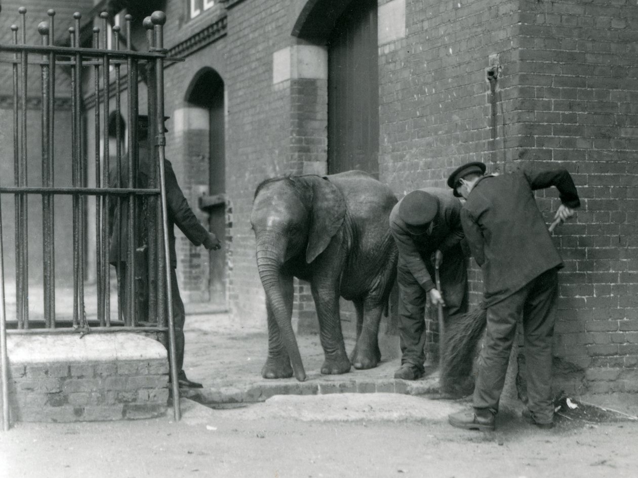 Vogtere med unge han afrikanske elefant Kiberenge, London Zoo, 1924 af Frederick William Bond