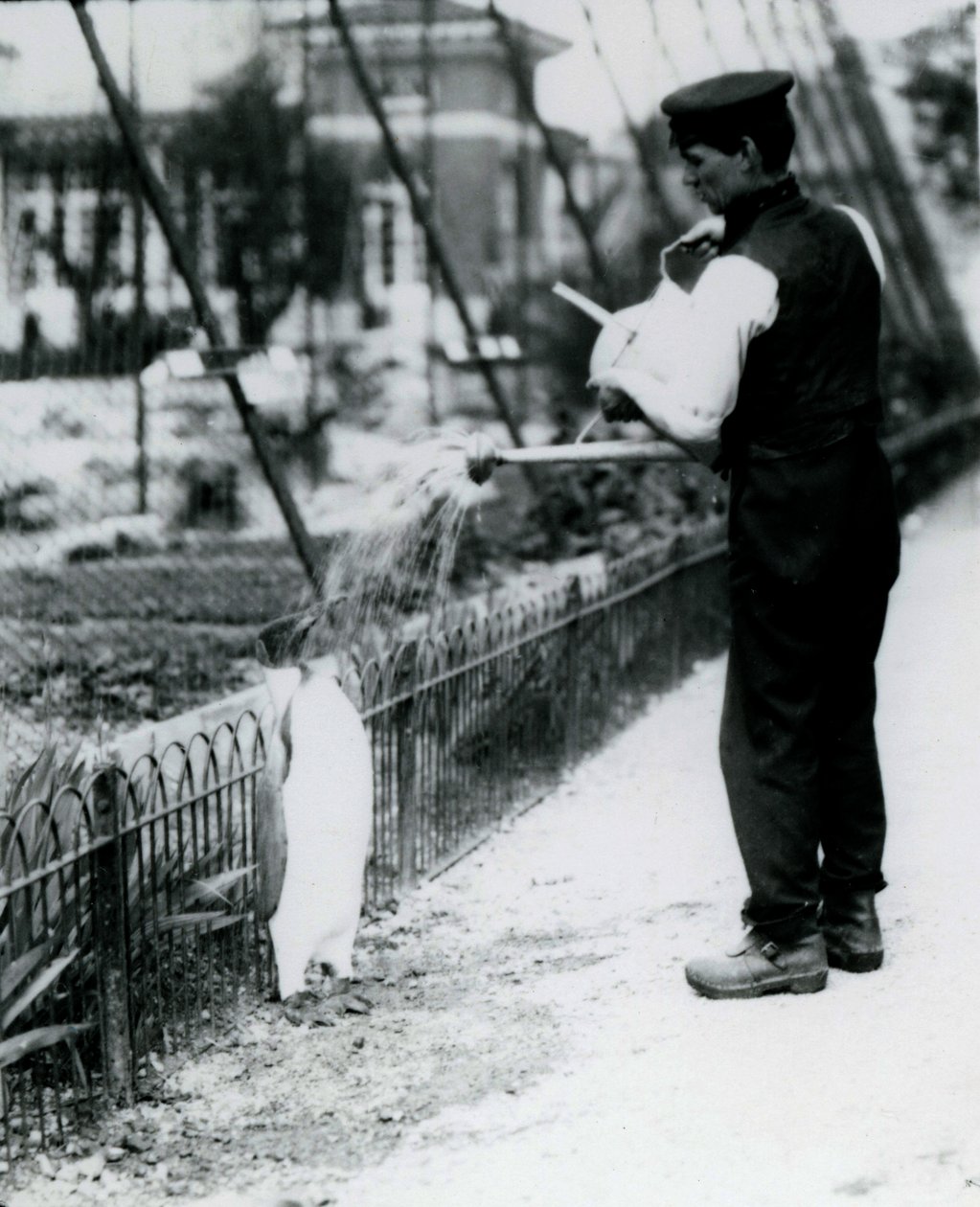 King Penguin, der får et brusebad af dyrepasseren Harry Munro med en vandkande i London Zoo i maj 1914. Munro blev dræbt under Første Verdenskrig efter at have tjent i hæren, i luftskibe og på anti-submariner. af Frederick William Bond