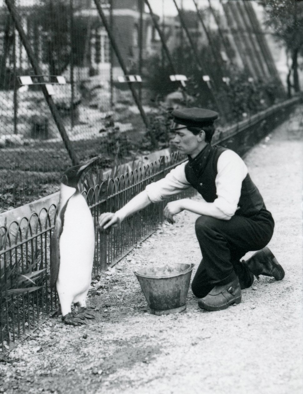 King Penguin, der blev vasket af keeper Harry Munro, med en svamp i London Zoo maj 1914. Munro blev dræbt i Første Verdenskrig efter at have tjent i hæren, i luftskibe og på anti-ubådspat. af Frederick William Bond