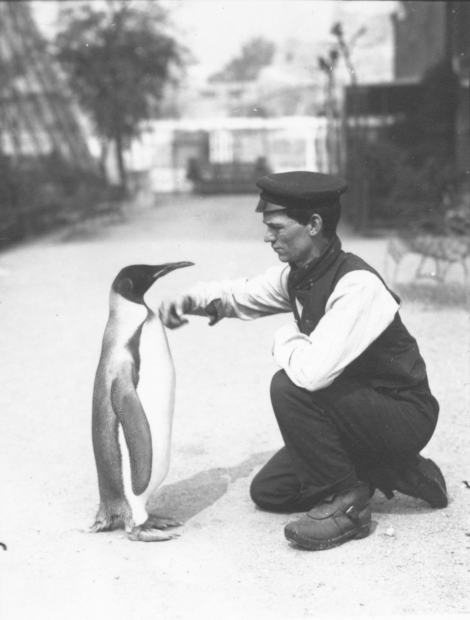 King Penguin, med keeper Harry Munro, 1914 af Frederick William Bond