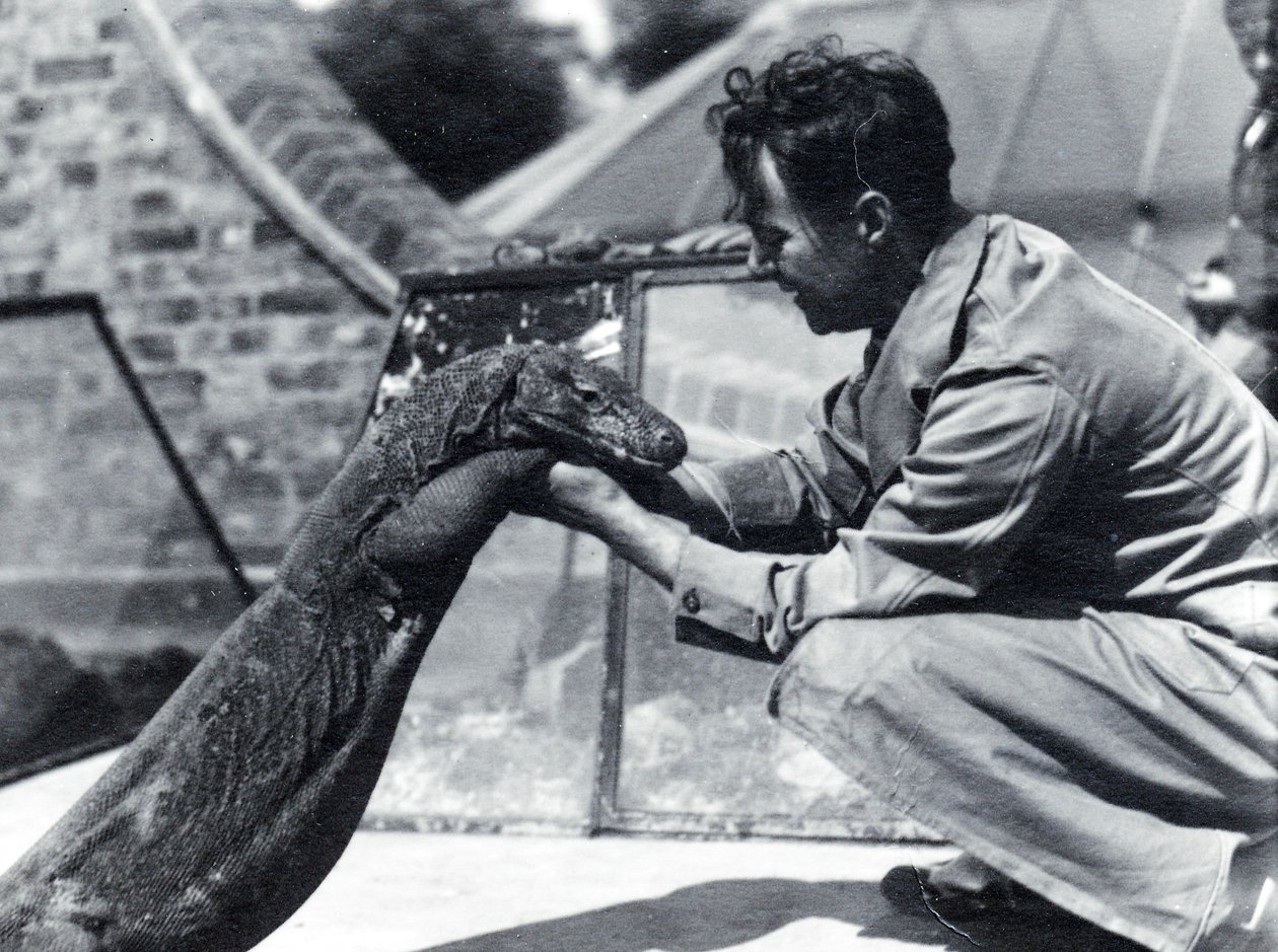 Komodo-dragen Sumbawa med målmand H. Alec Budd, 1928 af Frederick William Bond