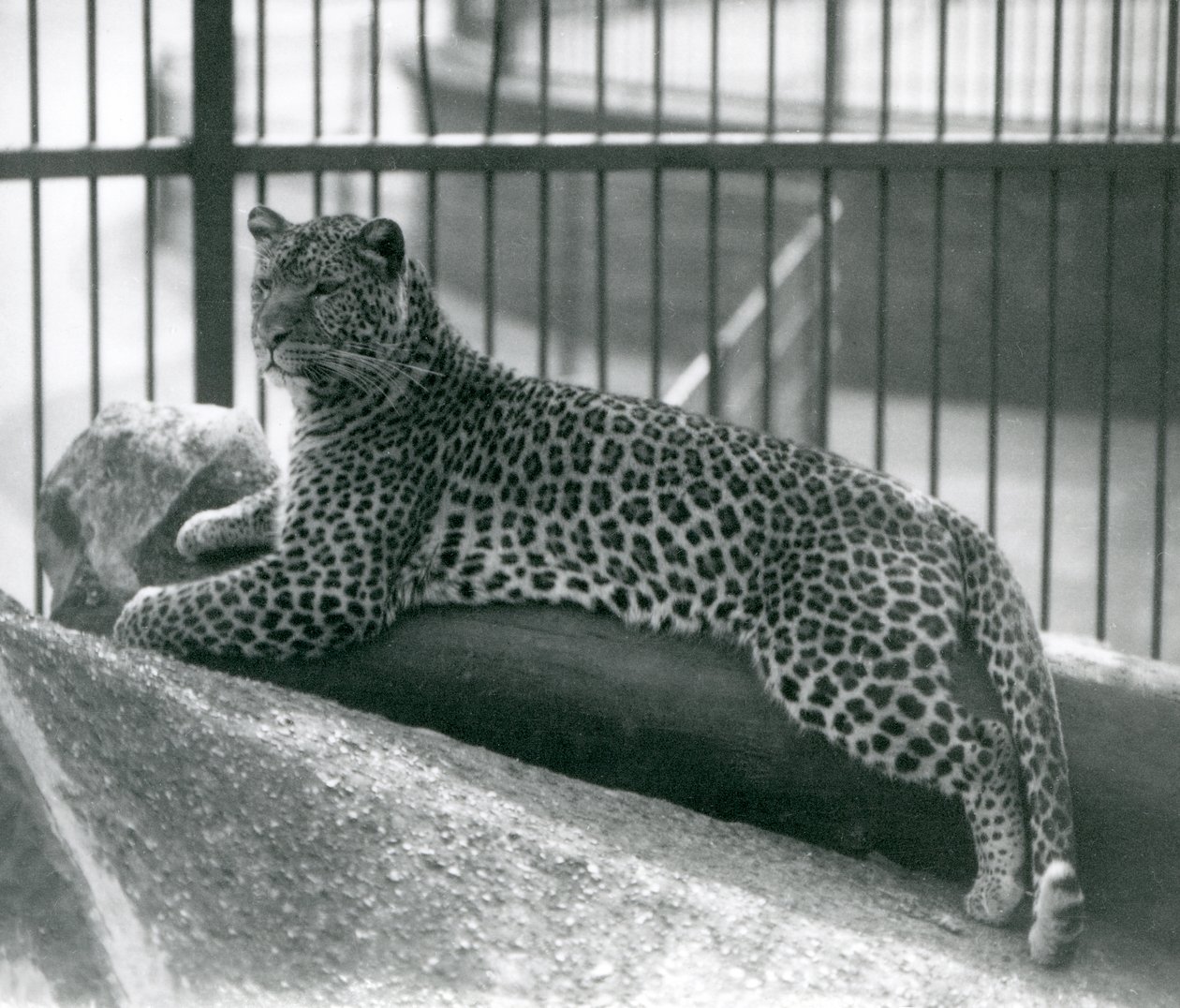 Leopard Rex liggende på en træstamme i sit indhegning i London Zoo i juli 1925 af Frederick William Bond