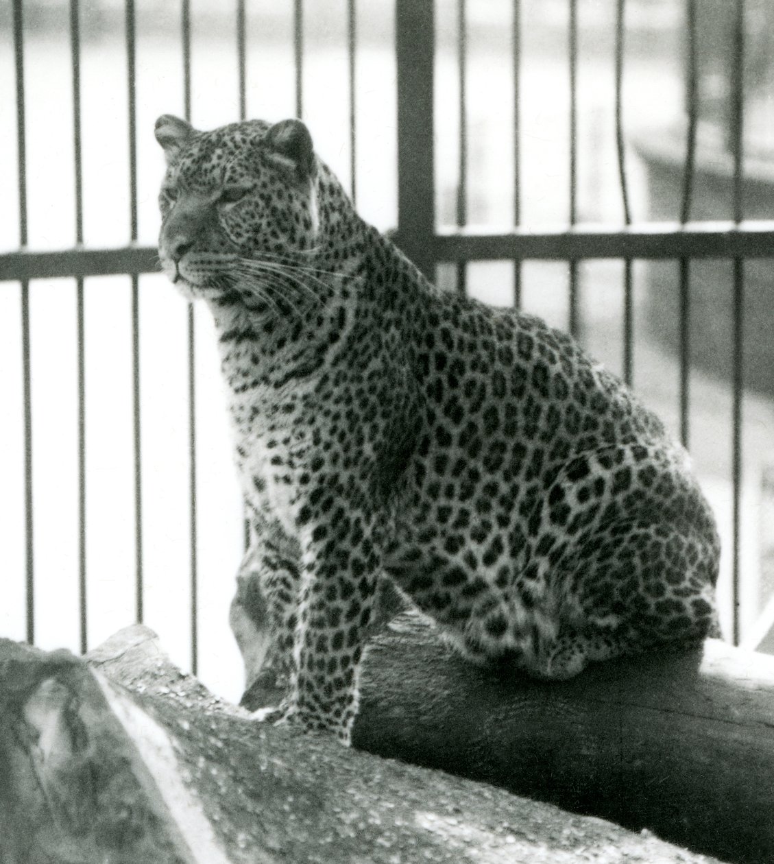 Leopard Rex sidder på en bjælke i sit indhegning i London Zoo i juni 1925 af Frederick William Bond