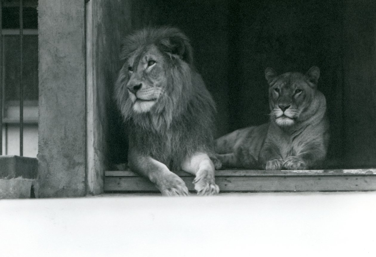 Løve og løvinde Kuja og Caroline i ZSL London Zoo, juli 1924 af Frederick William Bond