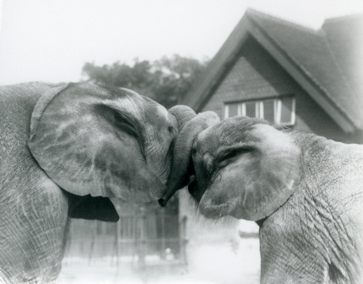 Han afrikansk elefant Kiberenge og hun afrikansk elefant Hango hilser på hinanden ved at knytte snabler i London Zoo i oktober 1927. Kiberenge var blevet præsenteret for London Zoo af H.E. Sir Horace Byatt af Frederick William Bond