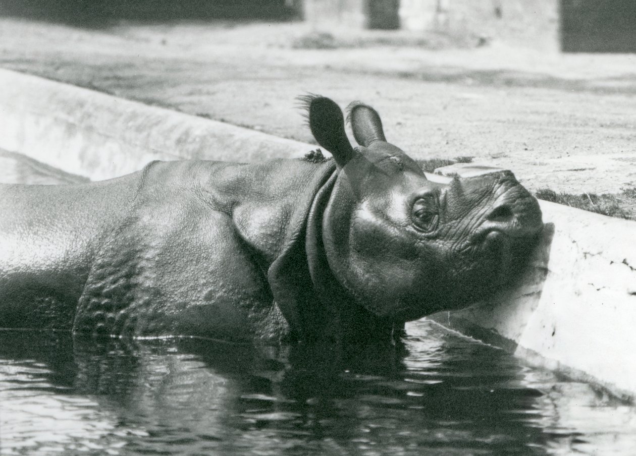 Indiske mandlige næsehorn Felix nyder et bad i sin pool i London Zoo i juni 1928 af Frederick William Bond