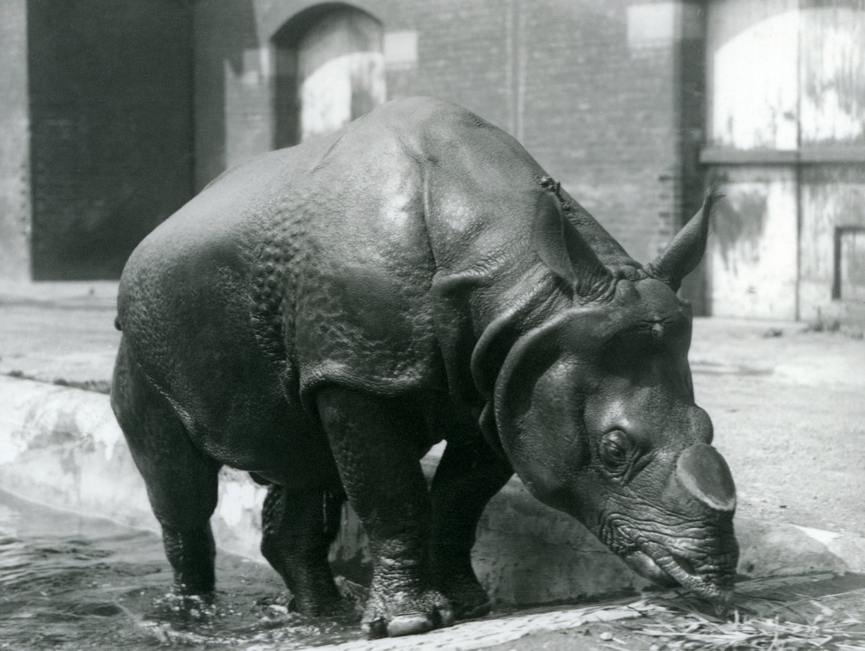 Indiske mandlige næsehorn Felix forlod sin pool i London Zoo i 1928 af Frederick William Bond